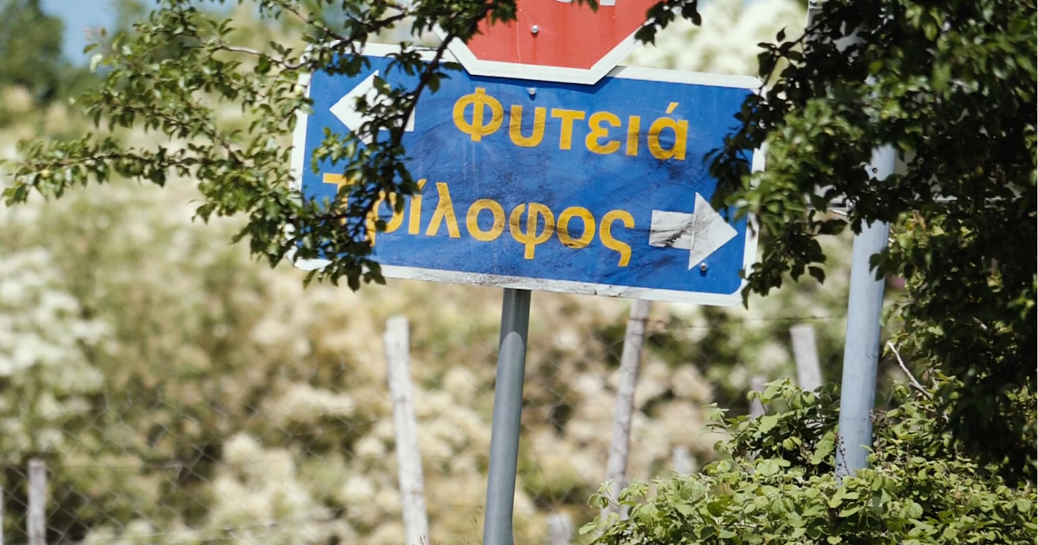 Thymiopoulos | Greece | Vineyards