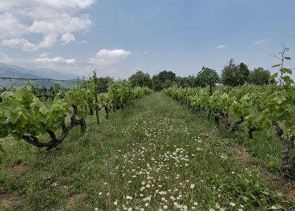 fitia vineyards