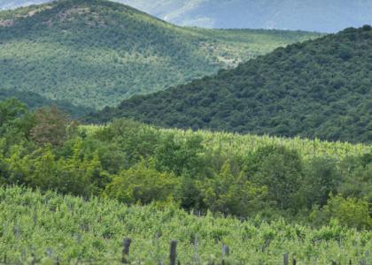 Xinomavro I Vineyards I Greece