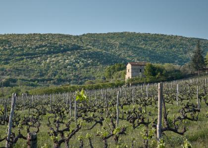Trilofos l Vineyards l Naoussa