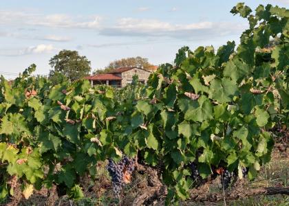 Trilofos l Vineyards l Naoussa